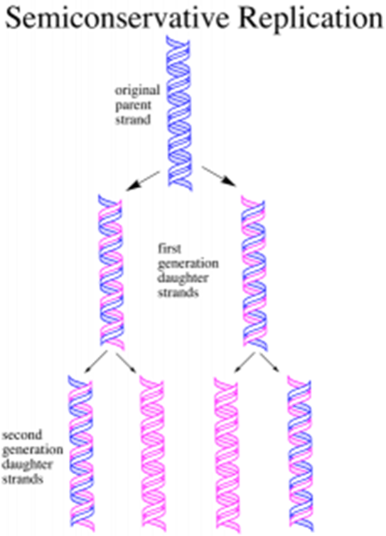 ALevel OCR Biology Notes Foundations in Biology Nucleotides and