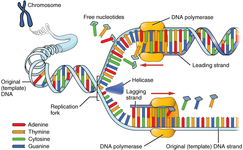 Nucleic Acids, figure 2