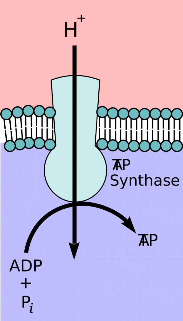 Respiration, figure 2