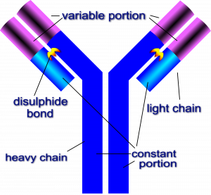 Immunity, figure 1