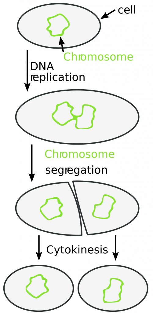 Mitosis, figure 1