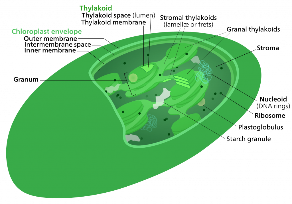 Photosynthesis, figure 1