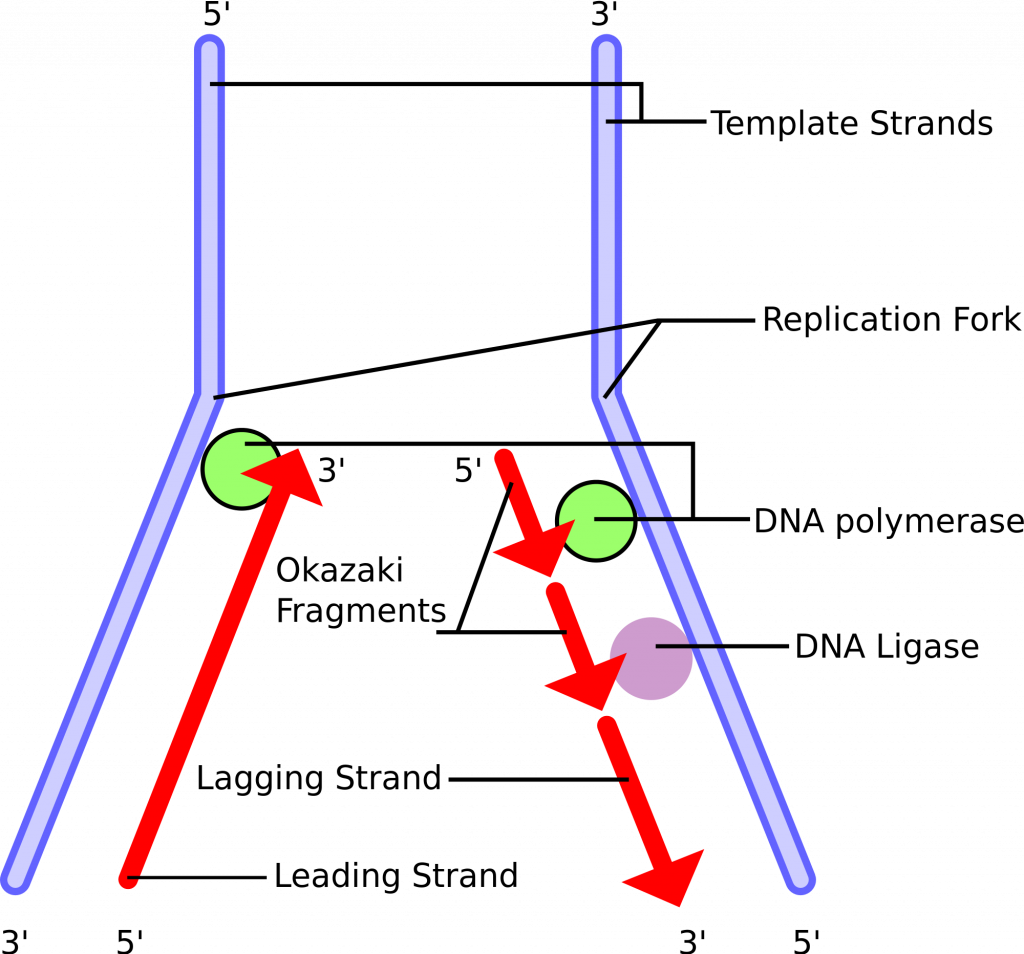 Nucleic Acids, figure 1