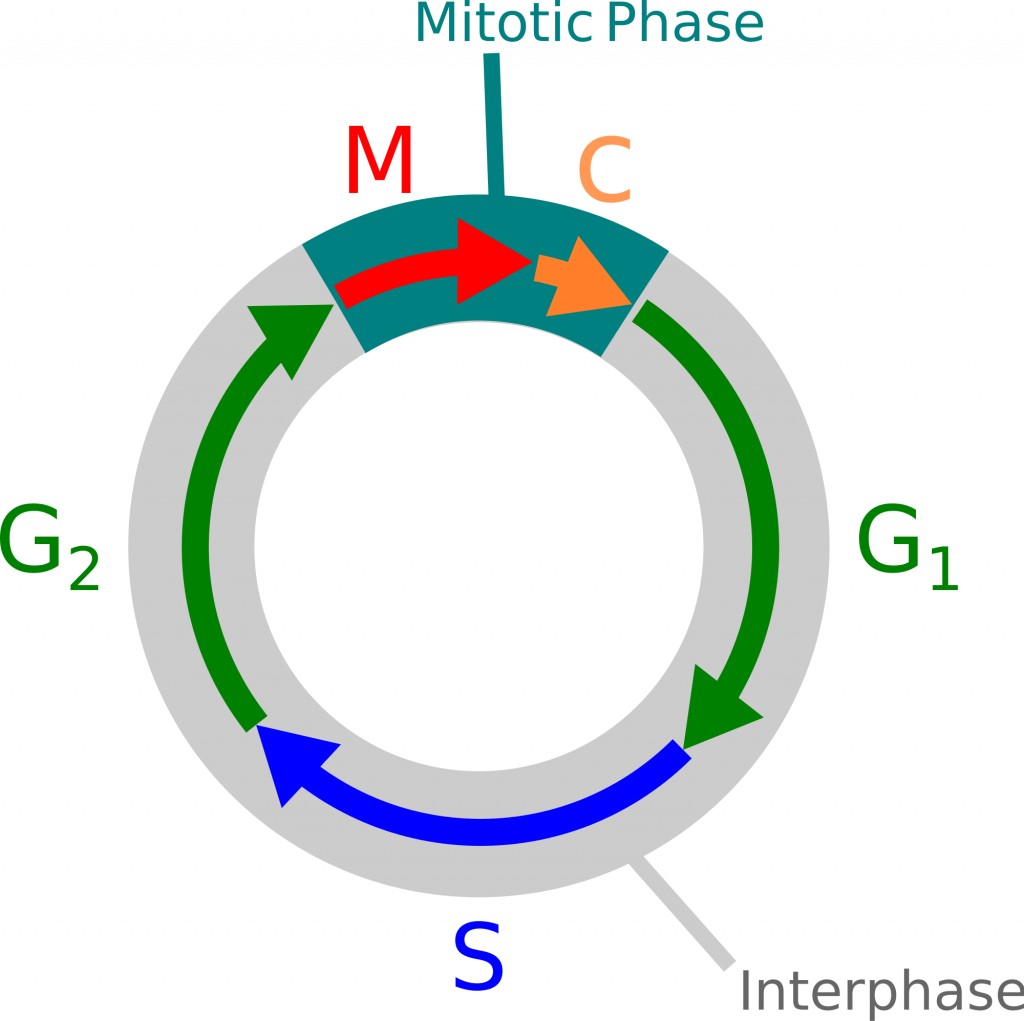 Mitosis, figure 1