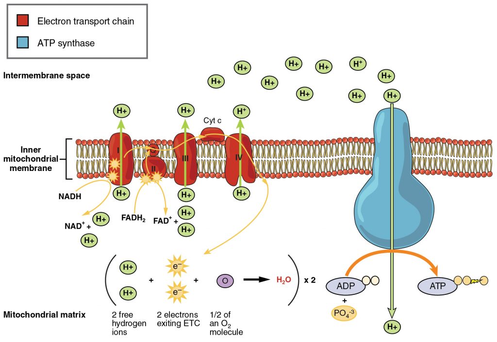 Respiration, figure 1