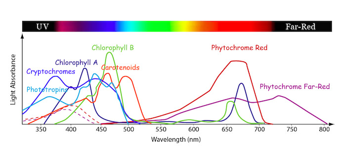 Photosynthesis, figure 3