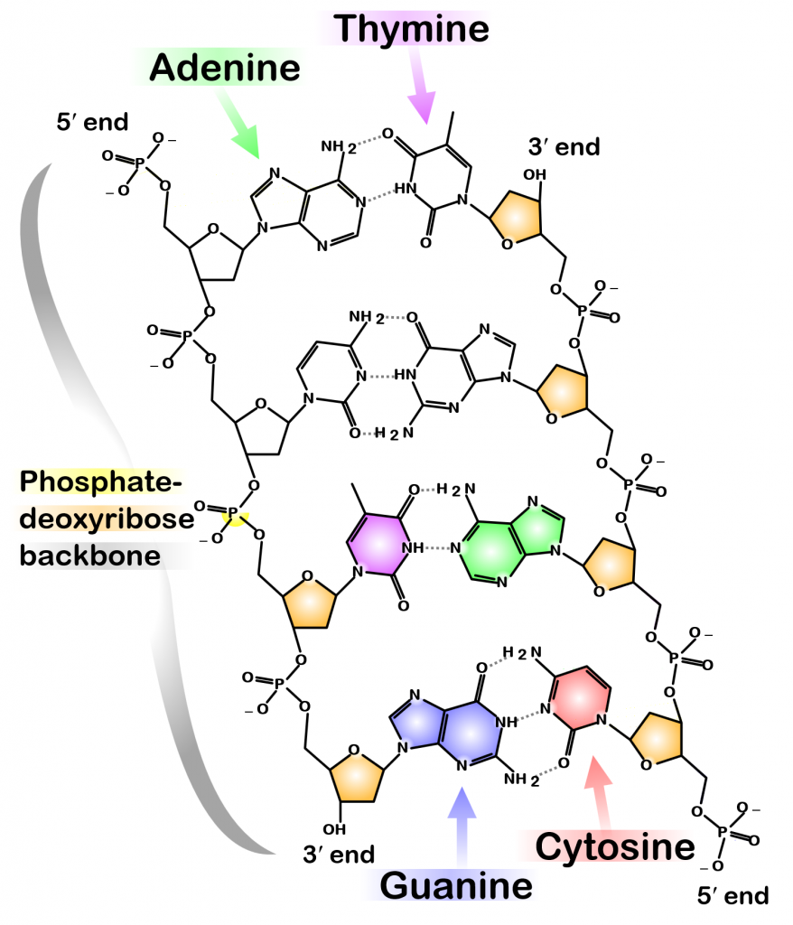 Nucleic Acids, figure 2