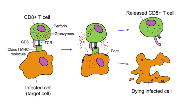 Immunity, figure 1