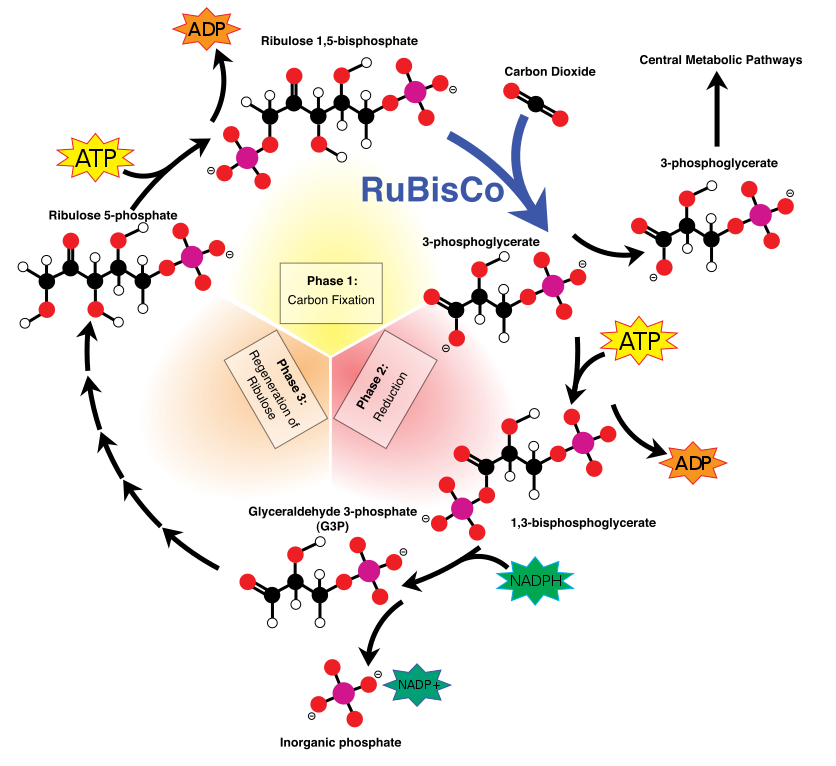 Photosynthesis, figure 2
