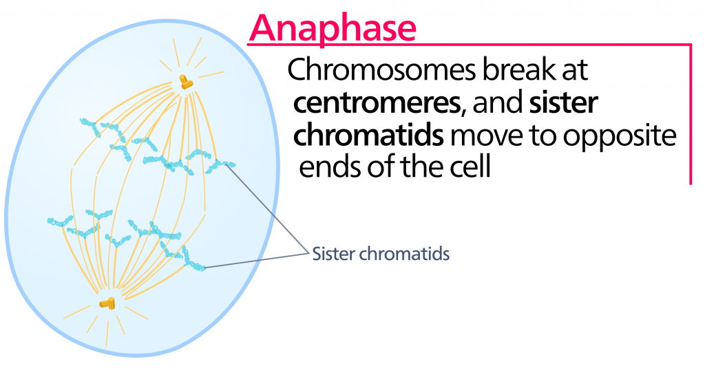 Mitosis, figure 1