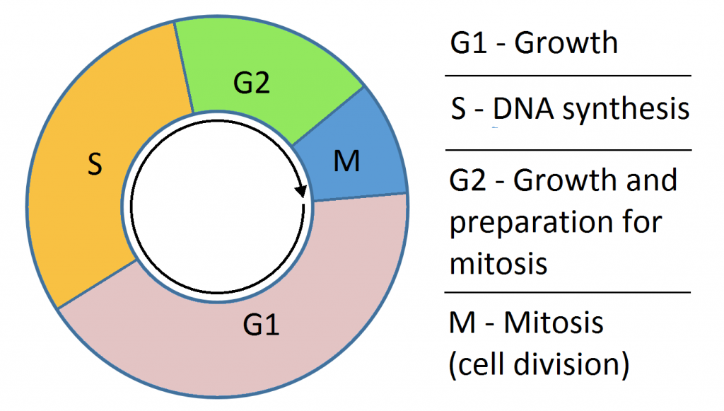 Nucleic Acids, figure 1