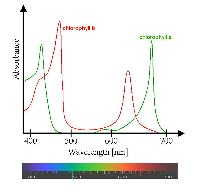 Photosynthesis, figure 2