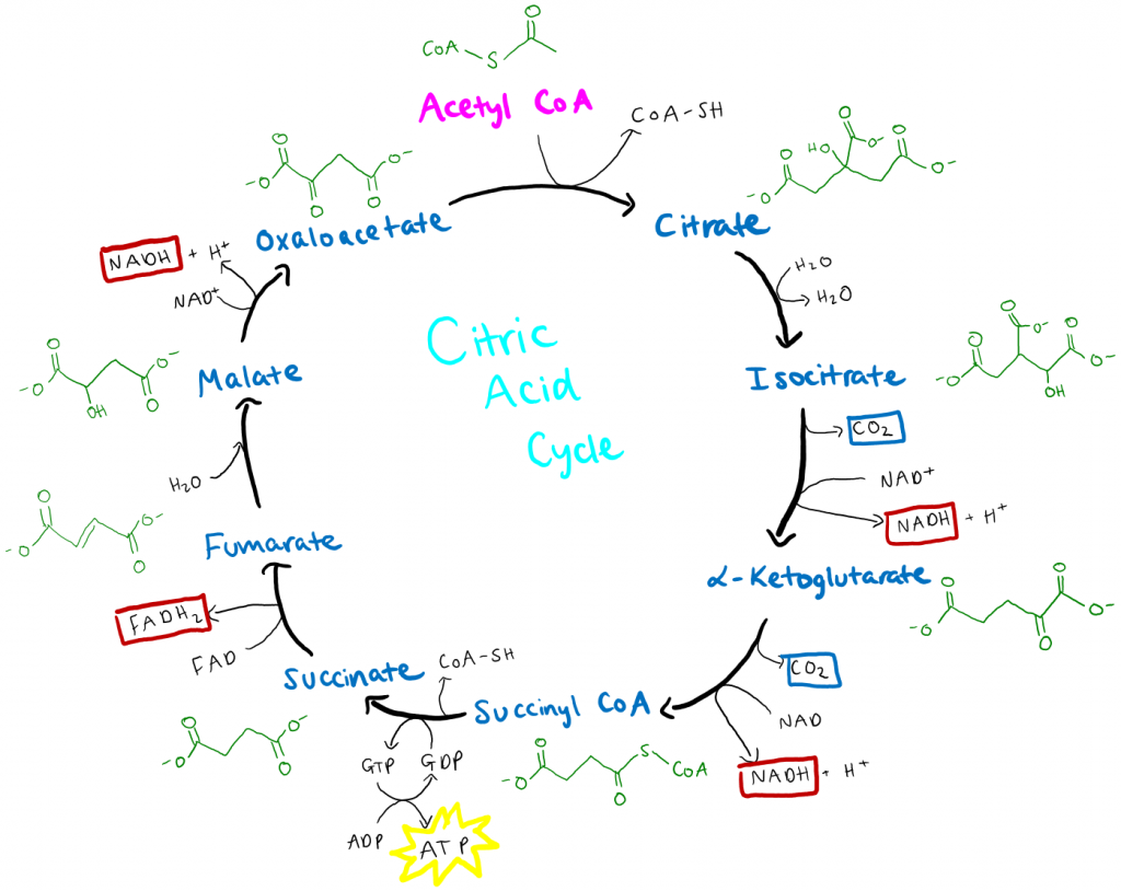 Respiration, figure 1