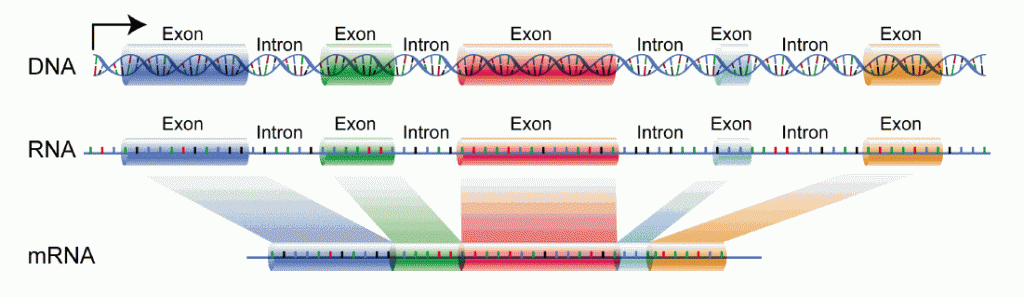 DNA & the Genetic Code, figure 2