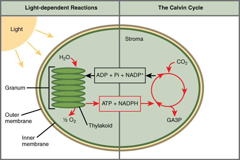 Photosynthesis, figure 1