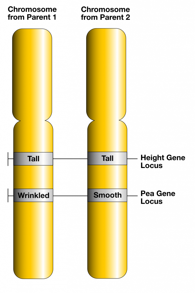 DNA & the Genetic Code, figure 1
