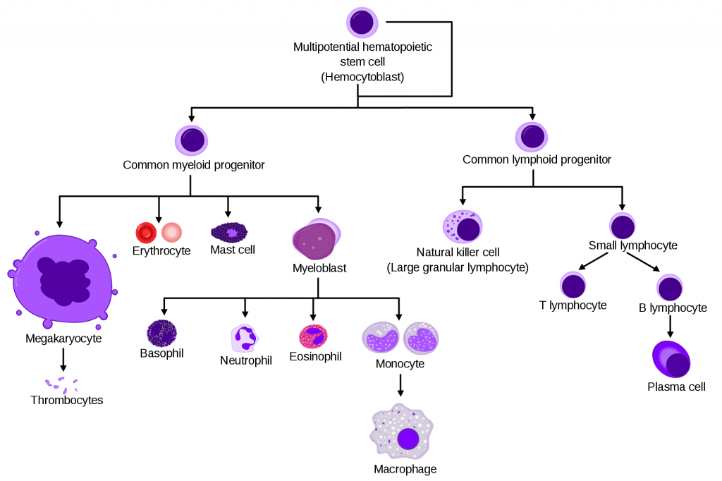 Immunity, figure 1