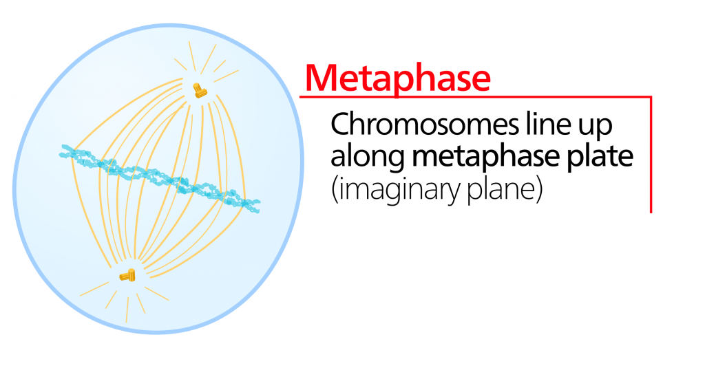 Mitosis, figure 2