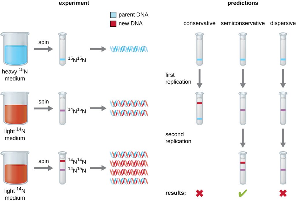 Nucleic Acids, figure 2