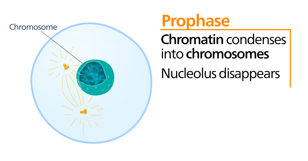 Mitosis, figure 1