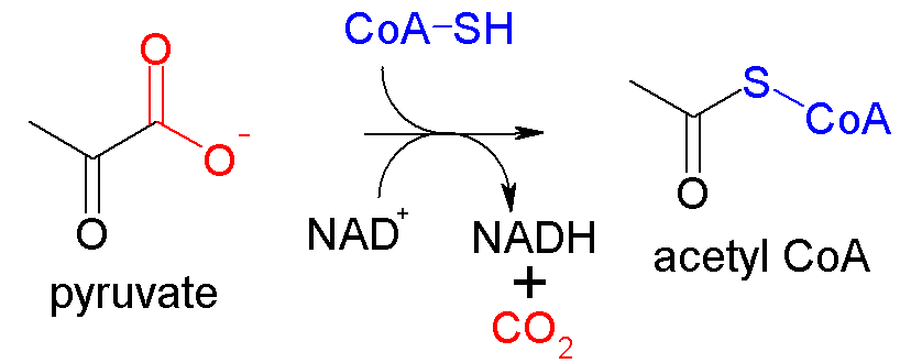 Respiration, figure 1