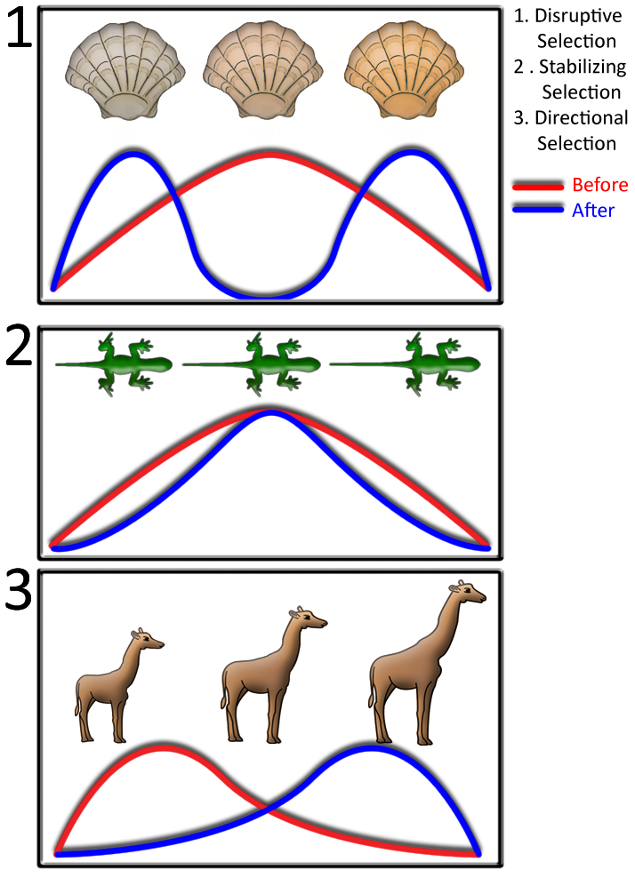 ALevel AQA Biology Notes Populations Evolution Evolution