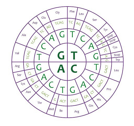 DNA & the Genetic Code, figure 1