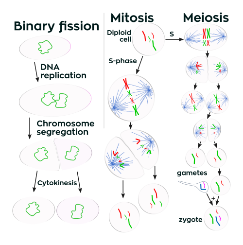 Mitosis, figure 1