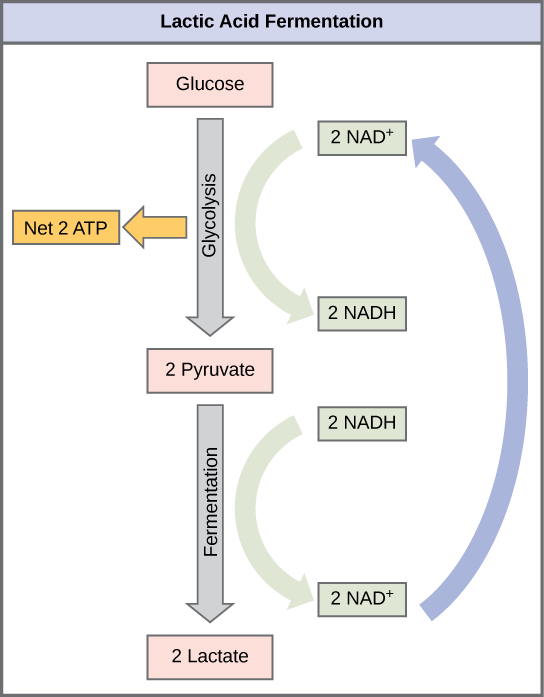 Respiration, figure 1