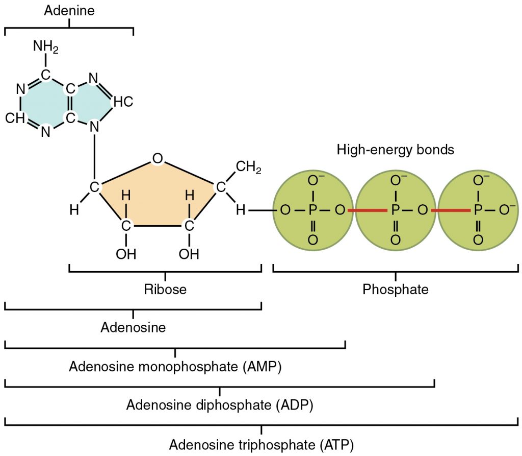 Nucleic Acids & Inorganic Ions, figure 2