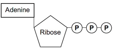 Nucleic Acids & Inorganic Ions, figure 1