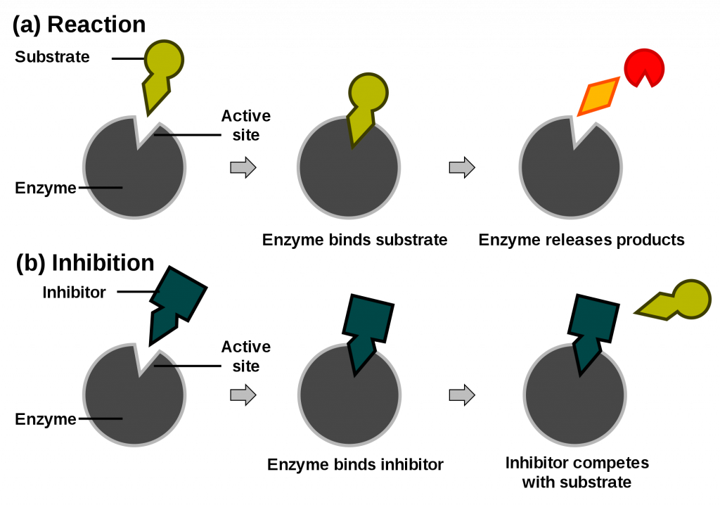 Enzymes, figure 1