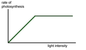 Photosynthesis, figure 1