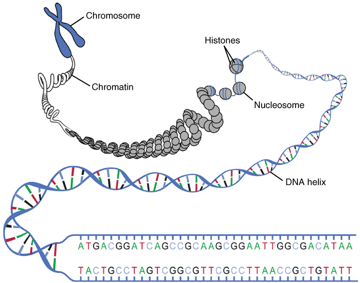 DNA & the Genetic Code, figure 1