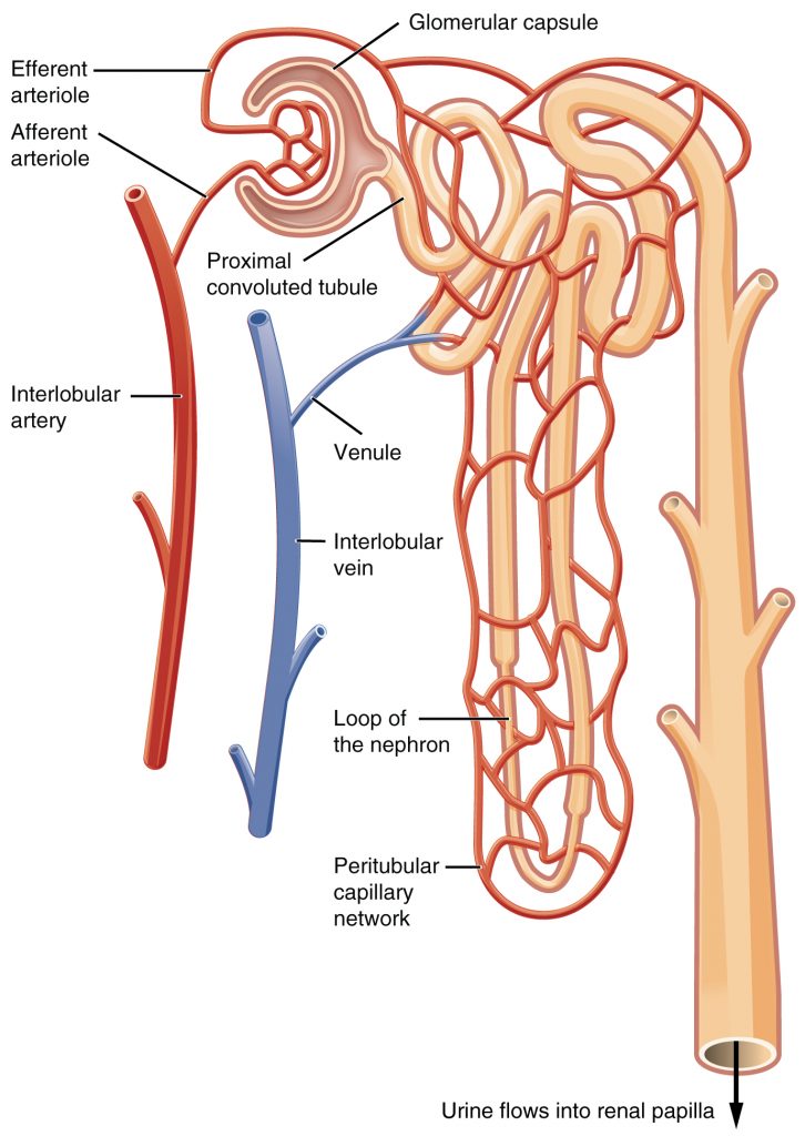 Homeostasis, figure 1
