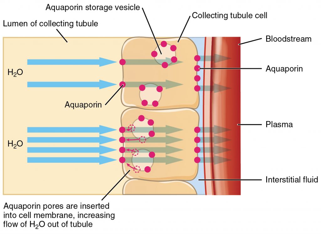 Homeostasis, figure 1