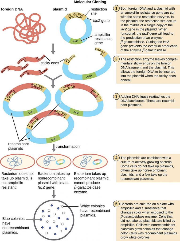 Gene Technology, figure 2