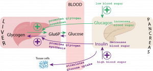 Homeostasis, figure 2