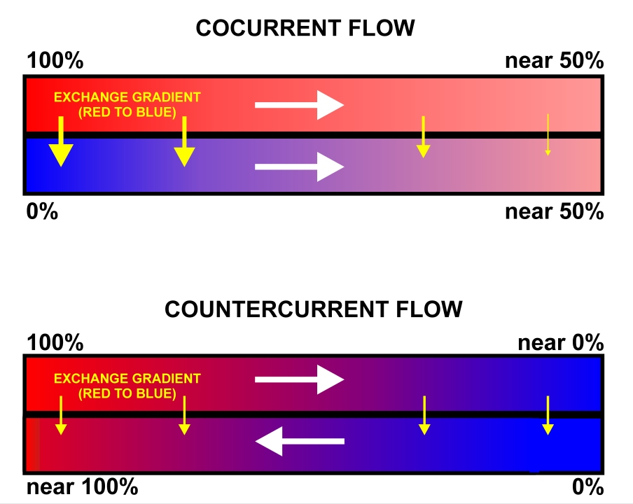 ALevel AQA Biology Notes Organisms & Environment Exchange Surfaces Revisely