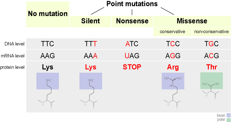 Mutations & Cancer, figure 3