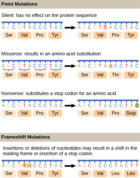 Mutations & Cancer, figure 2