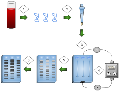 Gene Technology, figure 1