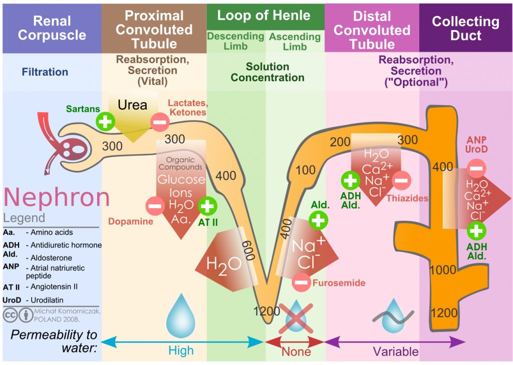 Homeostasis, figure 2