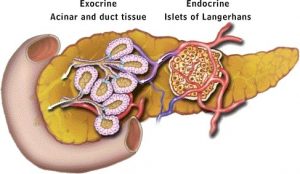 Homeostasis, figure 1