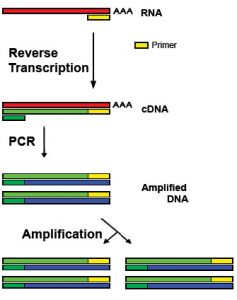 Gene Technology, figure 1