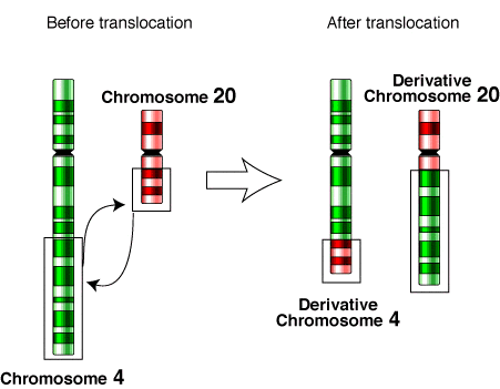 Mutations & Cancer, figure 1