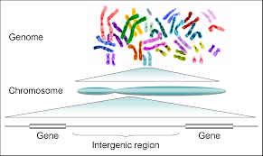 Gene Technology, figure 2