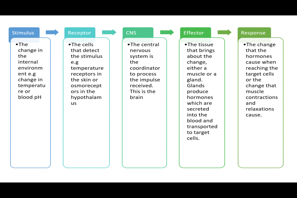 Homeostasis, figure 1