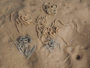 Mass Transport in Animals, figure 5