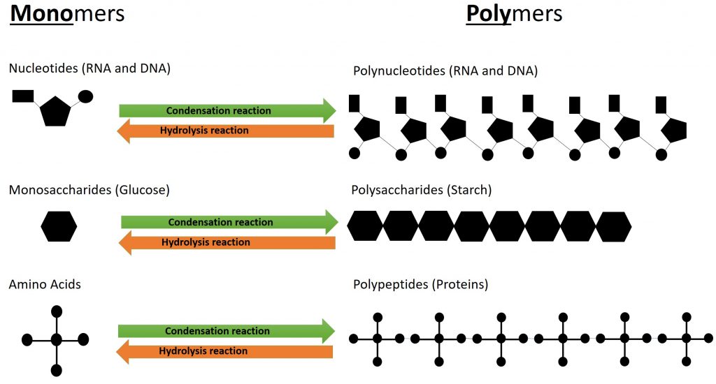 Carbohydrates, figure 2